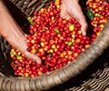 98Wn8 truy cập ngay đầu tuần Giá cà phê hồ tiêu ổn định giá lúa gạo và cao su tiếp tục đà tăng 