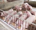 Giá lợn hơi diễn biến phức tạp mối lo từ thịt nhập 