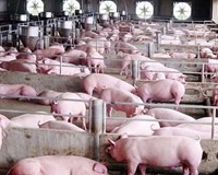 Hôm nay 27/4/2019 Giá heo hơi tiếp tục giảm nhẹ 