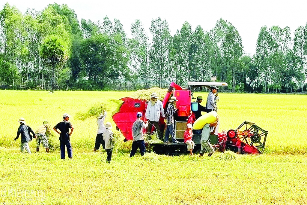 Tháo gỡ khó khăn thị trường xuất khẩu gạo của Việt Nam hứa hẹn khởi sắc 