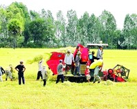 Tháo gỡ khó khăn thị trường xuất khẩu gạo của Việt Nam hứa hẹn khởi sắc 