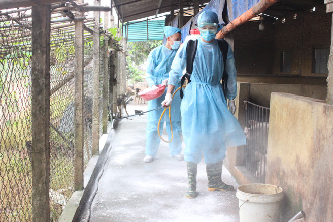 Khẩn trương thực hiện quyết liệt các biện pháp phòng chống bệnh Dịch tả lợn châu Phi trên địa bàn Hà Nội 