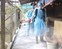 Khẩn trương thực hiện quyết liệt các biện pháp phòng chống bệnh Dịch tả lợn châu Phi trên địa bàn Hà Nội 