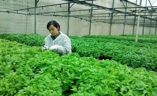 Chiết khấu quá cao khiến nông sản sạch vẫn khó vào siêu thị 