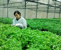 Chiết khấu quá cao khiến nông sản sạch vẫn khó vào siêu thị 