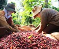 Số phận cà phê Việt Nam sẽ ra sao trên đất Mỹ 