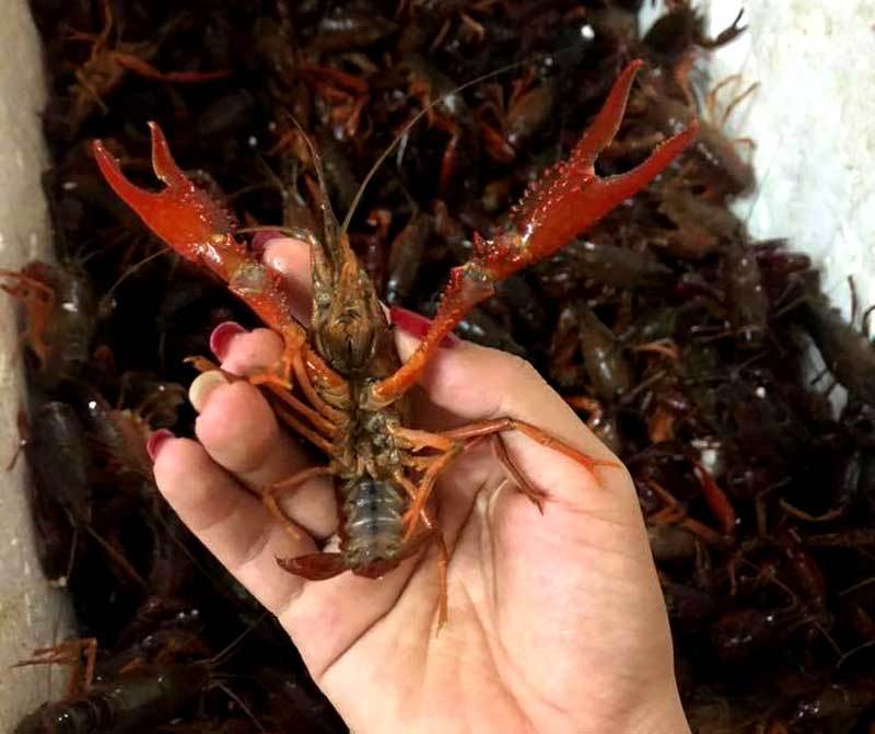 Bộ NN  PTNT cảnh báo xử lý nghiêm việc kinh doanh tiêu thụ tôm hùm đất 