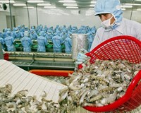 Đẩy mạnh xuất khẩu tôm sang Canada Cơ hội từ CPTPP 
