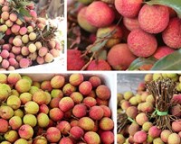 Vải thiều đầu mùa giá cao ngất ngưởng 