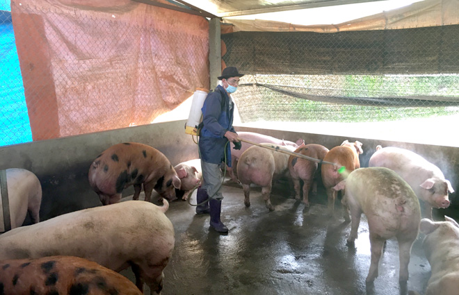 Giá heo hơi hôm nay 30/5 Đột ngột giảm sâu tại  các tỉnh miền Bắc 