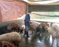Giá heo hơi hôm nay 30/5 Đột ngột giảm sâu tại  các tỉnh miền Bắc 