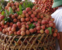 Vải thiều xuất khẩu quyết tâm nâng chuẩn từng bước chinh phục thị trường Trung Quốc 