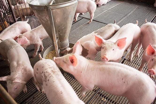 Dự báo giá heo hơi ngày 4/6 Miền Bắc tiếp tục ổn định Quảng Nam giao thanh tra làm rõ vụ heo nhiễm dịch lọt chốt kiểm dịch 