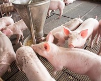 Dự báo giá heo hơi ngày 4/6 Miền Bắc tiếp tục ổn định Quảng Nam giao thanh tra làm rõ vụ heo nhiễm dịch lọt chốt kiểm dịch 