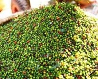HTX đầu tiên xuất khẩu hạt tiêu sang châu Âu