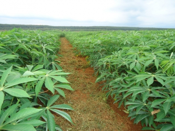 Toàn cảnh thị trường sắn những ngày đầu tháng 6 năm 2019 