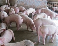 Giá heo hơi hôm nay 28/6 Miền Trung tăng giá
