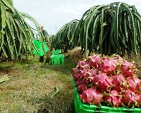 Bình Thuận “Chỉ dẫn địa lí” giúp giá thanh long tăng cao thương hiệu được bảo hộ rộng rãi 