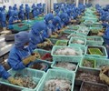 Xuất khẩu thủy hải sản có nhiều tín hiệu khả quan 