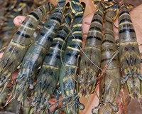 Xuất khẩu tôm sang Nhật Bản giảm 