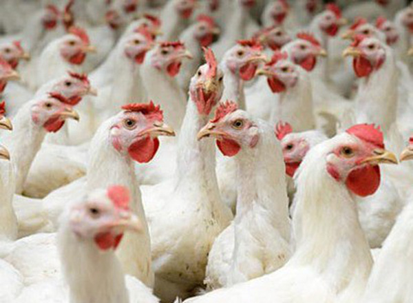 Nghịch lý thịt gà rẻ hơn rau bán ngoài chợ 