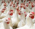 Nghịch lý thịt gà rẻ hơn rau bán ngoài chợ 