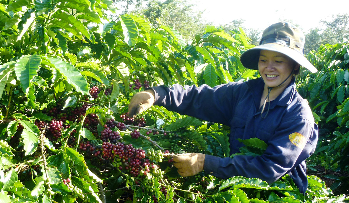 Giá cà phê hôm nay 19/9 Tăng 100 đồng/kg 