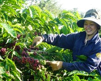 Giá cà phê hôm nay 19/9 Tăng 100 đồng/kg 