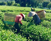 Xuất khẩu Chè sang thị trường Pakistan tăng mạnh
