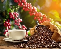98Win 18 nổ hũ cà phê 9 tháng năm 2019 đạt 2,15 tỷ USD 
