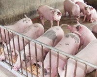 Giá heo hơi hôm nay 22/10 Đồng loạt giảm trong cả nước 