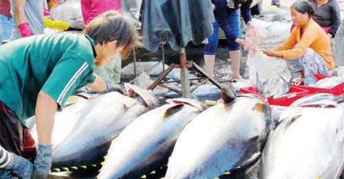 Xuất khẩu cá ngừ Việt Nam khởi sắc tại Mexico