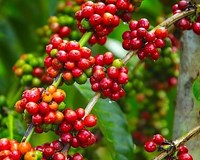 Nâng cao sức cạnh tranh cho doanh nghiệp Việt Nam 