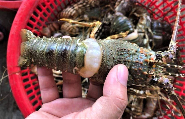 Đổ xô mua tôm hùm baby 30.000 đồngcon, ngớ người vì vớ phải hàng xả, hàng ngất