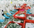 Xuất khẩu tôm sang Mỹ nhiều chuyển biến tích cực