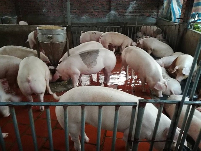 Giá heo hơi hôm nay 2311 Tiếp tục giảm nhẹ