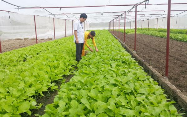 Hà Nội Thêm 3 dạng mô hình khuyến nông trồng trọt được triển khai ứng dụng