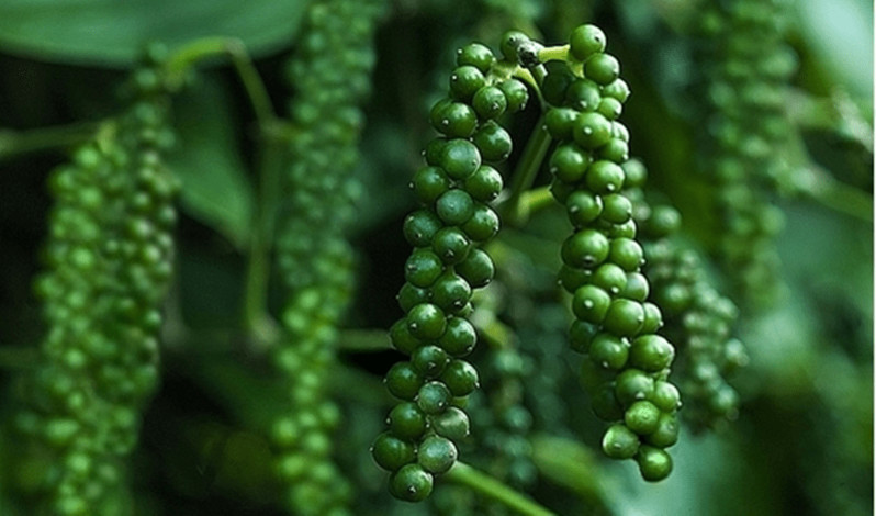 Giá hồ tiêu hôm nay ngày 2511 Phiên giao dịch đầu Tuần ảm đạm, giá tiếp tục đi ngang