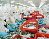Xuất khẩu tôm Việt Nam trong tháng 10/2019 giảm nhẹ 