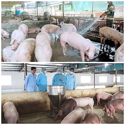 Nhiều địa phương công bố hết dịch tả lợn châu Phi