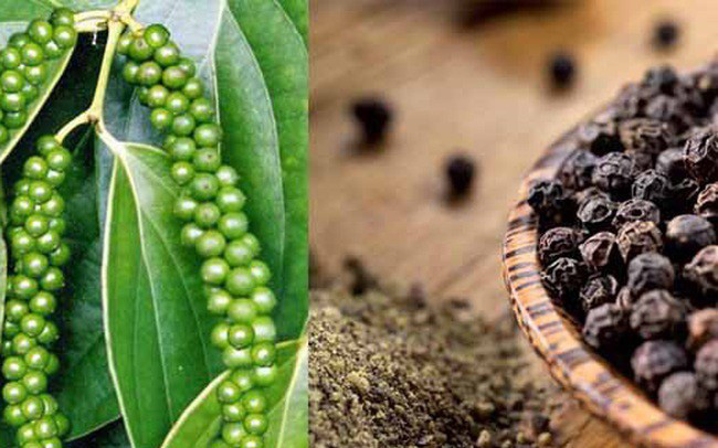 Giá hồ tiêu hôm nay ngày 2811 Tiếp tục đi ngang