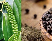 Giá hồ tiêu hôm nay ngày 28/11 Tiếp tục đi ngang 