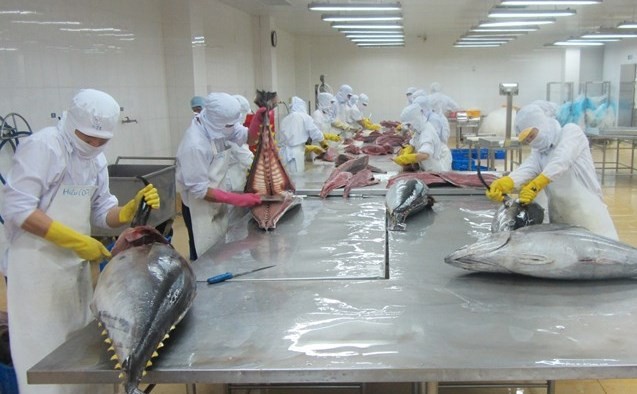 Xuất khẩu cá ngừ tiếp tục giảm trong tháng 102019