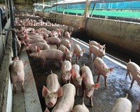 Giá heo hơi hôm nay 29/11  Tiếp tục giảm tại miền Bắc và miền Trung 