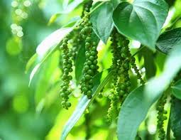 Giá hồ tiêu hôm nay ngày 212 Thị trường vẫn ảm đạm