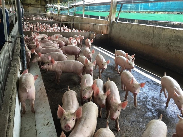 Giá heo hơi hôm nay 212 Bất ngờ tăng trở lại tại miền Bắc