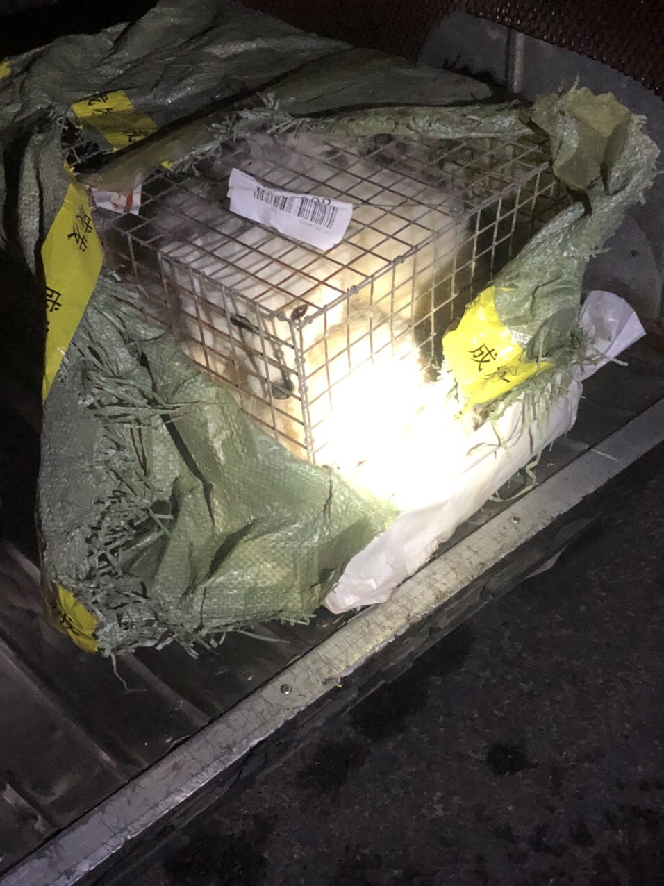 Tuần tra giao thông phát hiện xe khách chở 6 ca thể cáo tuyết và cáo lửa