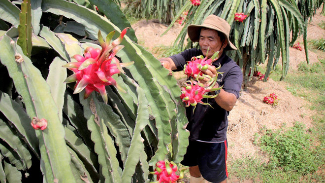 Bà Rịa – Vũng Tàu Thanh long rớt giá, nông dân lỗ nặng