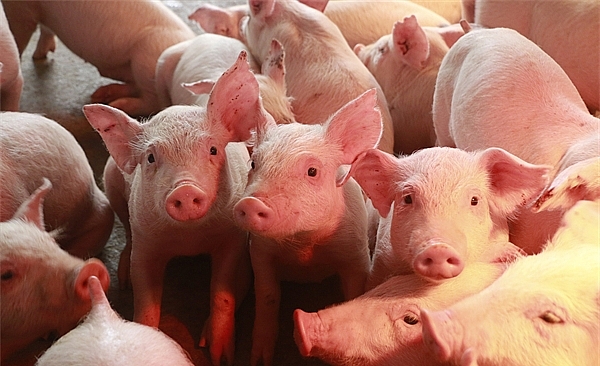 Giá heo hơi hôm nay 412 Thị trường miền Bắc và miền Nam tăng giá