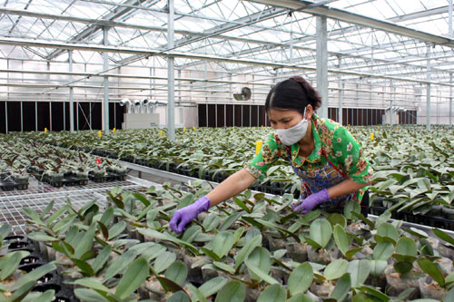 Hà Nội Xây dựng, vận hành 35 mô hình sản xuất nông nghiệp áp dụng hệ thống đảm bảo chất lượng nội bộ